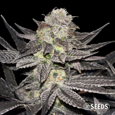 Miracle Alien Cookies Regular GB Strains | GB