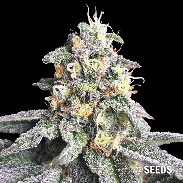 Sicht Zkittlez Regular