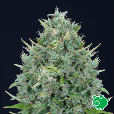 Txomango Auto von Genehtik | Tropischer Autoflowering-Samen