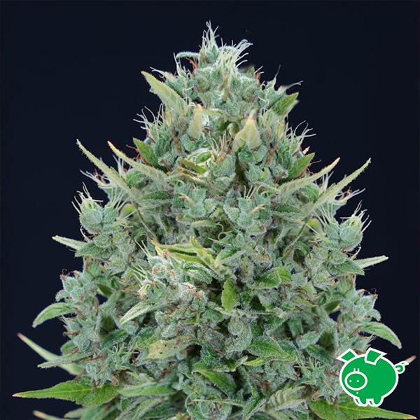 Sicht Txomango Auto von Genehtik | Tropischer Autoflowering-Samen