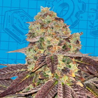 K-Mintz Biscotti Ripper Seeds x GB | Limitierte Auflage