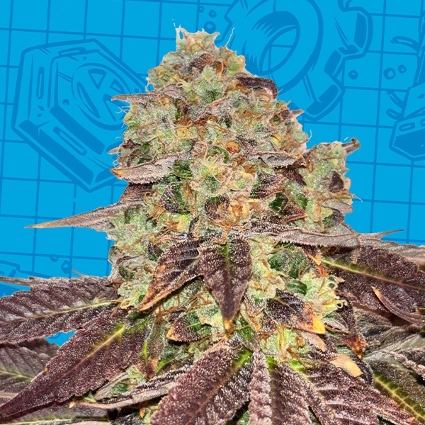 K-Mintz Biscotti Ripper Seeds x GB | Limitierte Auflage