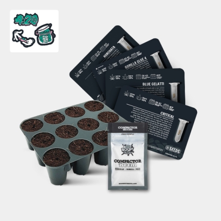 GB Seeds Box Auto - GB The Green Brand
