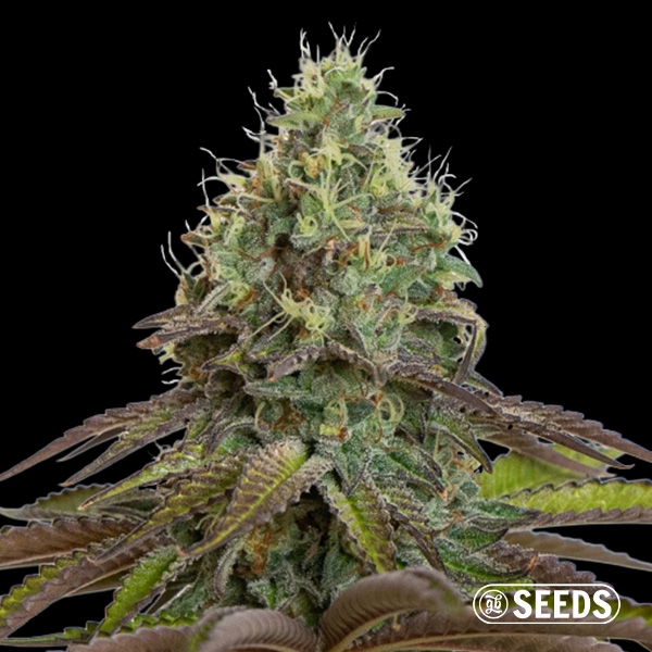 Sicht Purple Haze | Feminisiert Sativa Samen