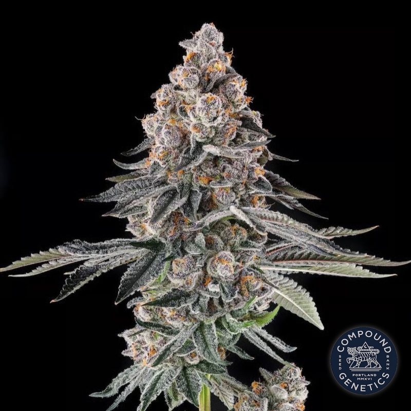 View Mailbox Money von Compound Genetics