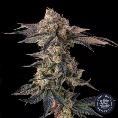 Pamellowz von Compound Genetics | Feminisierte Samen online