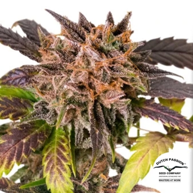 Auto GrapefruitZ