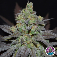 View Golosa XL Auto von Delicious Seeds