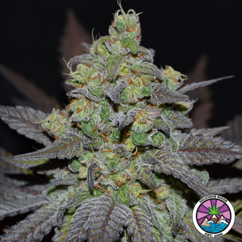 View Golosa XL Auto von Delicious Seeds