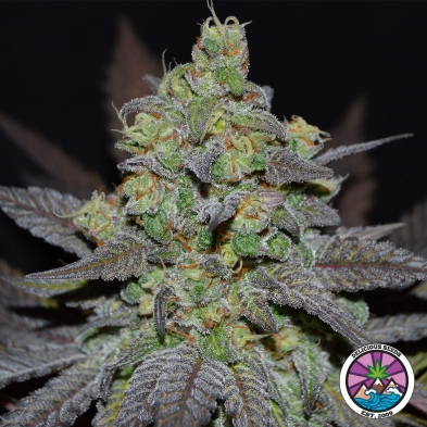 Golosa XL Auto von Delicious Seeds