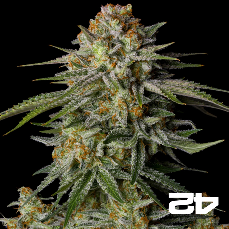 View GG4 Sherbet Fast Fast Buds - GB The Green Brand