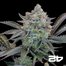 Gorilla Cookies Fast Fast Buds - GB The Green Brand