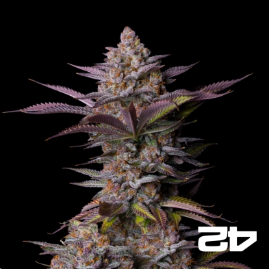 Tropicana Cookies Fast - GB The Green Brand