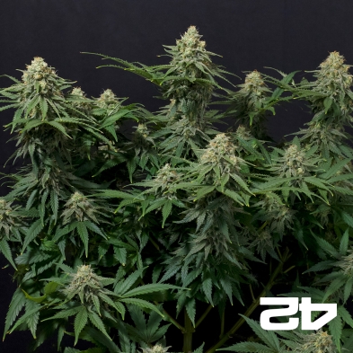 Wedding Cheesecake  Fast Buds - GB The Green Brand