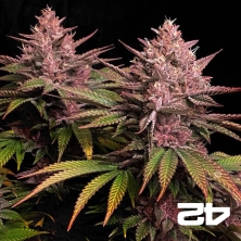 Purple Lemonade Fast Fast Buds - GB The Green Brand