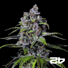 View Purple Lemonade Fast Fast Buds - GB The Green Brand