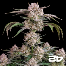 View Strawberry Gorilla Auto – Leistungsstarke Autoflower | GB The Green Brand