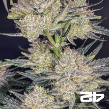 Strawberry Gorilla Auto – Leistungsstarke Autoflower | GB The Green Brand