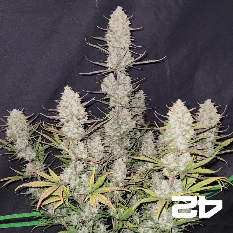 Tropicana Cookies Auto Fast Buds - GB The Green Brand