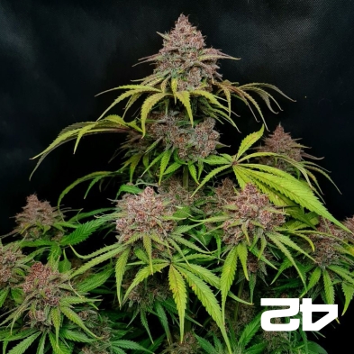 Gorilla Punch Auto Fast Buds - GB The Green Brand