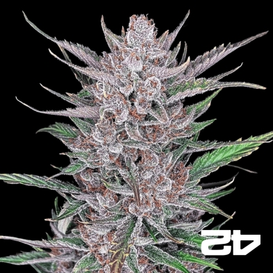Gorilla Punch Auto Fast Buds - GB The Green Brand