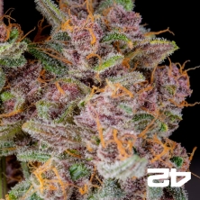 Gorilla Punch Auto Fast Buds - GB The Green Brand