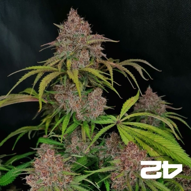 Gorilla Punch Auto Fast Buds - GB The Green Brand