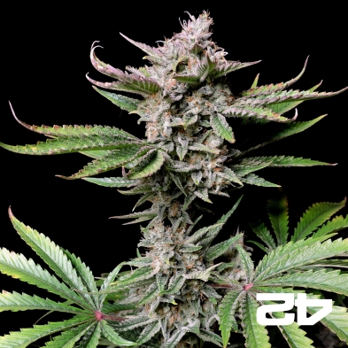 Cherry Cola Auto Fast Buds - GB The Green Brand