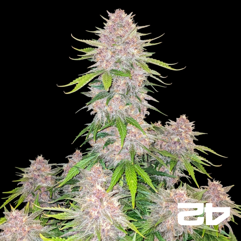 Cherry Cola Auto Fast Buds - GB The Green Brand