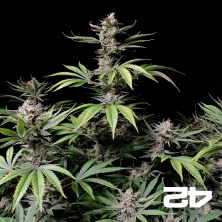 Cherry Cola Auto Fast Buds - GB The Green Brand