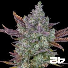 Gorilla Cookies Auto Fast Buds - GB The Green Brand