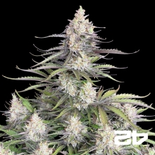 View Trainwreck Auto von Fast Buds - Günstige Samen in GB The Green Brand
