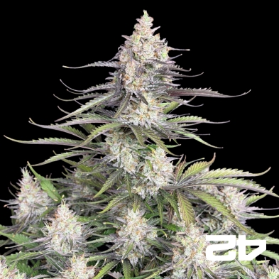Trainwreck Auto von Fast Buds - Günstige Samen in GB The Green Brand