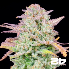 Trainwreck Auto von Fast Buds - Günstige Samen in GB The Green Brand