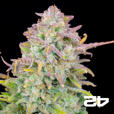 Trainwreck Auto von Fast Buds - Günstige Samen in GB The Green Brand