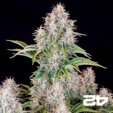 View Cinderella Auto von Fast Buds - Billige Samen in GB The Green Brand