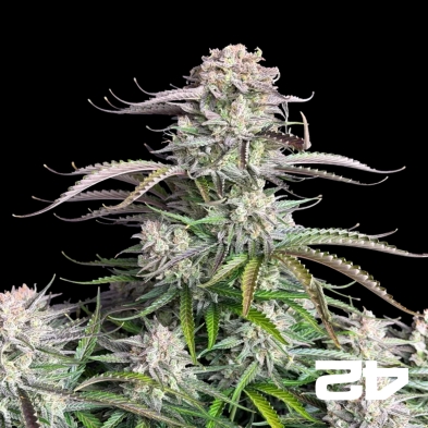 Blueberry Auto von Fast Buds - GB The Green Brand