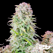 Afghan Kush Autoflower kaufen - GB The Green Brand