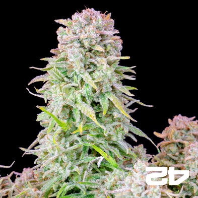 Afghan Kush Autoflower kaufen - GB The Green Brand