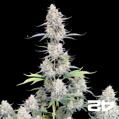 Afghan Kush Autoflower kaufen - GB The Green Brand