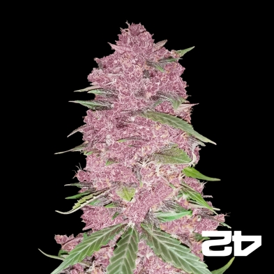 Purple Lemonade Auto feminisiert von Fast Buds - Günstig anbauen
