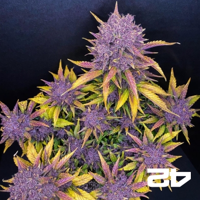 Purple Lemonade Auto feminisiert von Fast Buds - Günstig anbauen
