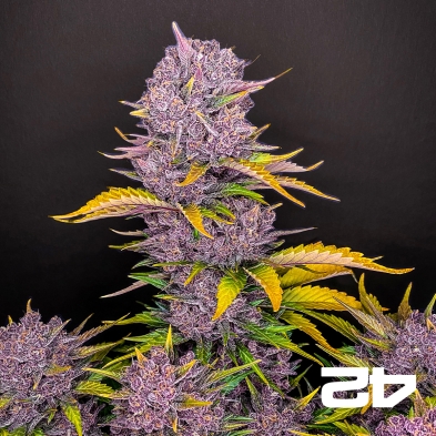 Purple Lemonade Auto feminisiert von Fast Buds - Günstig anbauen