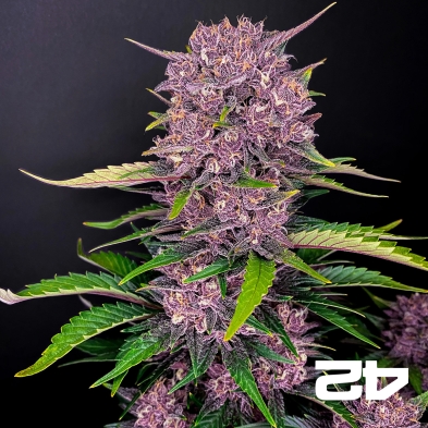 Purple Lemonade Auto feminisiert von Fast Buds - Günstig anbauen
