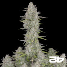 View Wedding Cheesecake Auto-Samen von Fast Buds - Günstig Wachsen