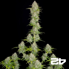 View Orange Sherbet Auto-Samen von Fast Buds - Günstig anbauen