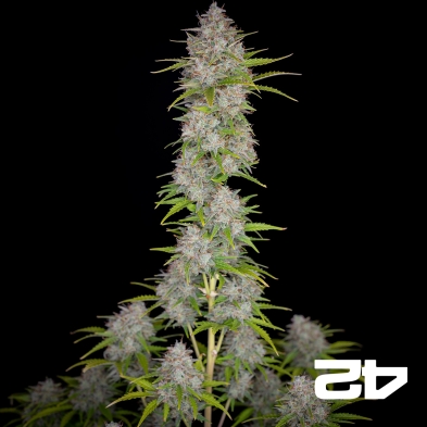 Orange Sherbet Auto-Samen von Fast Buds - Günstig anbauen