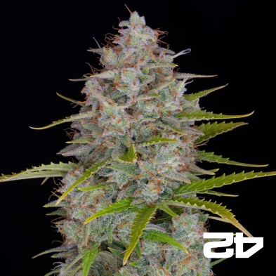 Orange Sherbet Auto-Samen von Fast Buds - Günstig anbauen