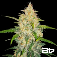 View Zkittlez Auto Fast Buds American Autoflowers - Günstig anbauen