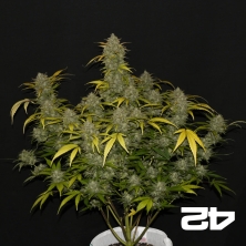 View Gelato Auto von Fast Buds American Autoflowers - Günstig anbauen